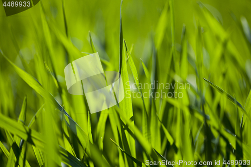 Image of Field of green grass