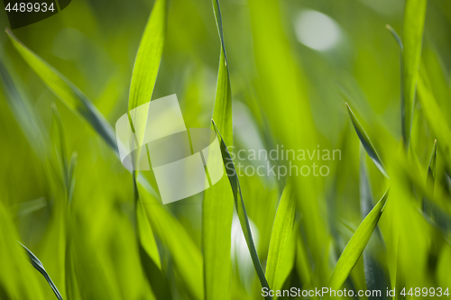 Image of Field of green grass