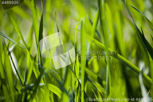 Image of Field of green grass