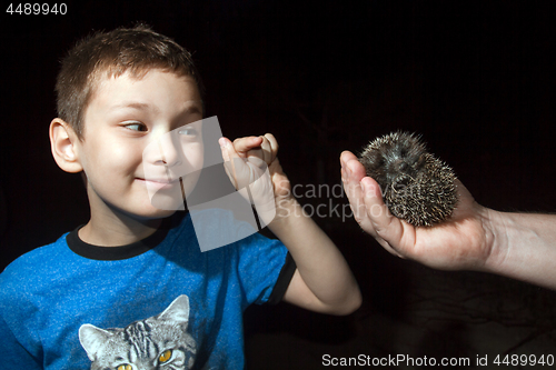 Image of  Boy with hedgehog