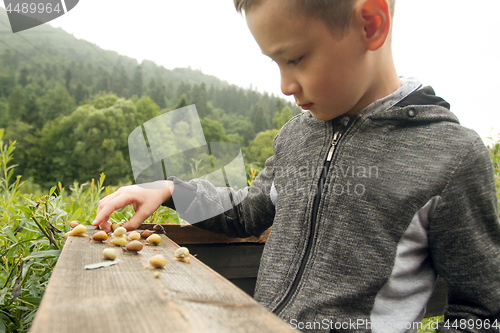 Image of Boy and Group of Snails