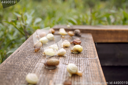 Image of Wild Life of Snails in the Nature