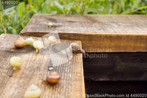 Image of Wild Life of Snails in the Nature