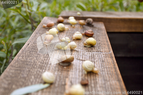 Image of Wild Life of Snails in the Nature