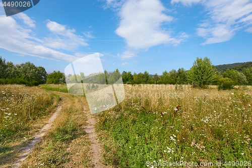 Image of Meadow in summer with plants growing