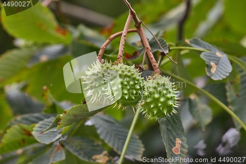 Image of Buckeye seeds growing