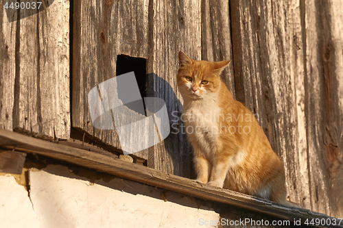 Image of Cat on an old house