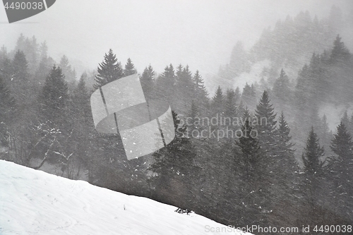 Image of Winter forest snow storm and fog