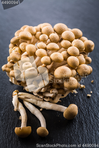 Image of Buna Shimeji - edible mushroom from East Asia