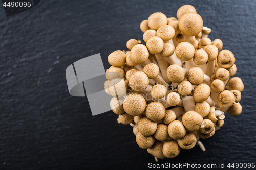 Image of Buna Shimeji - edible mushroom from East Asia