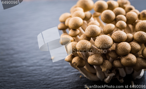 Image of Buna Shimeji - edible mushroom from East Asia