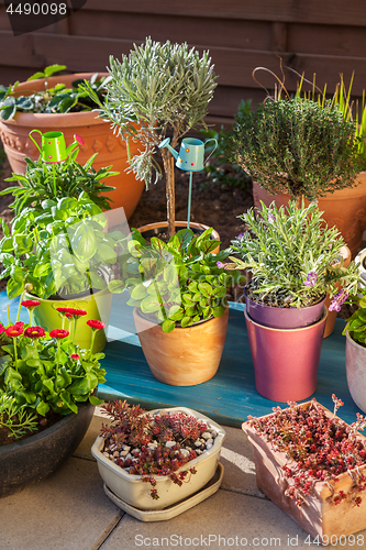 Image of Variation of flower pots with herbs and other plants