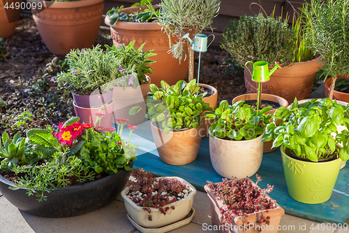 Image of Variation of flower pots with herbs and other plants