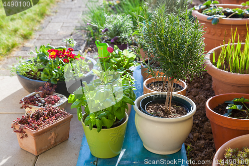 Image of Variation of flower pots with herbs and other plants