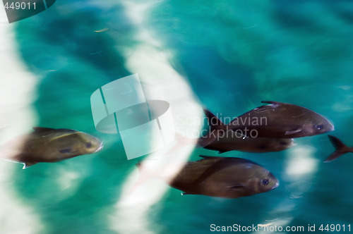 Image of School of fish passing close to the water surface