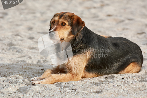 Image of Dog on Sand
