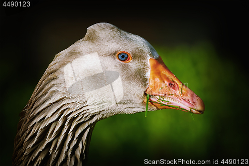 Image of Portrait of Goose