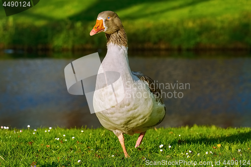 Image of Goose on the Canal Bank