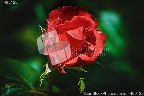 Image of Red Rose Flower