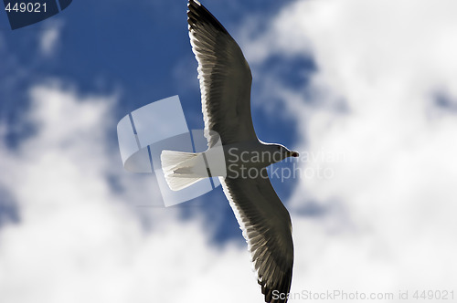 Image of Seagull soaring 