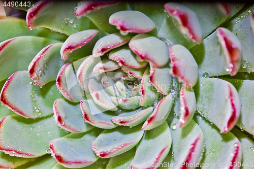 Image of Succulent with water drops