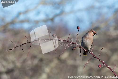 Image of Waxwing sitting on a rose hip twig