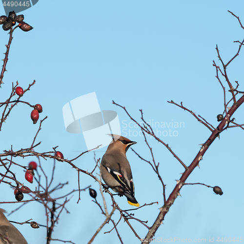 Image of Waxwing in a rose hip shrub