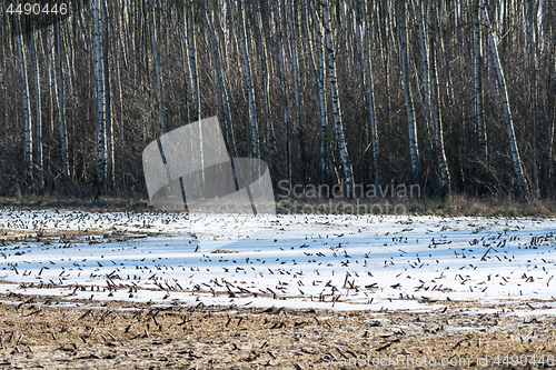 Image of Melting snow in a farmers field