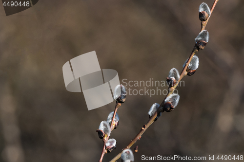 Image of Willow catkins by a brown background