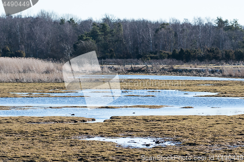 Image of Swampland by early springtime