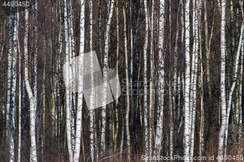 Image of Tree trunks background image