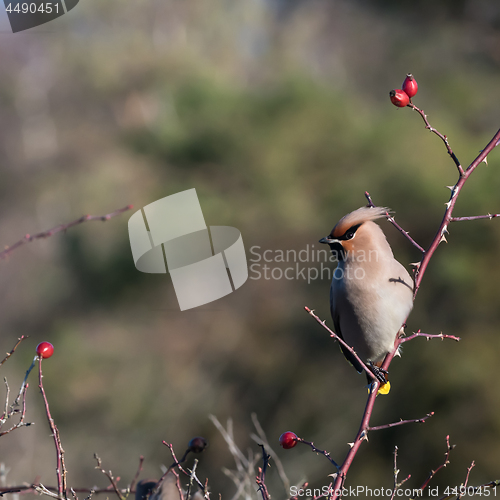 Image of Beautiful natural Waxwing portrait