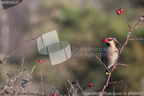 Image of Waxwing feeding rose hips in a shrub