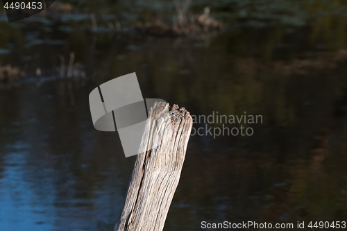 Image of Top of a weathered wooden pole