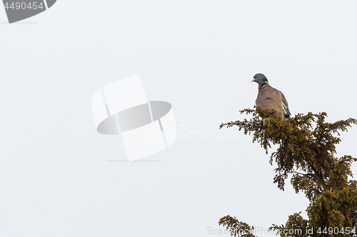 Image of Wood Pigeon sitting in a shrub