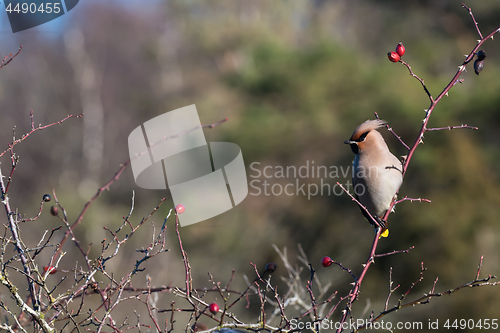 Image of Sunlit Waxwing in rose hip shrub