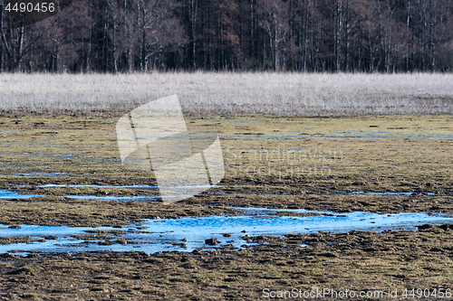 Image of Marsland by early spring season