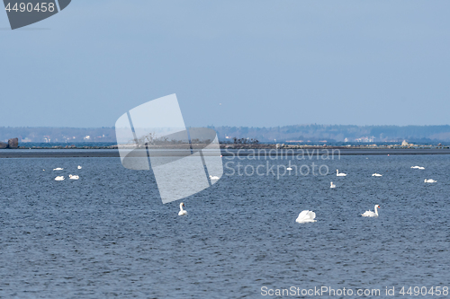 Image of Blue seascape with white swans