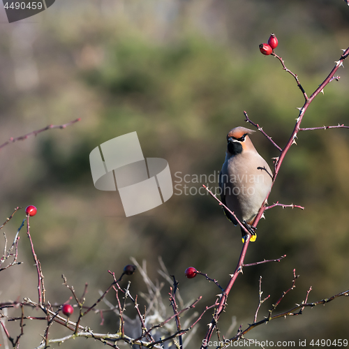 Image of Waxwing sitting in a rose hip shrub