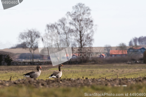 Image of Couple Greylag Geese in a darmers field