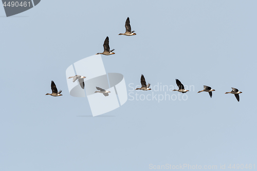 Image of Migrating Bean Geese in V-formation