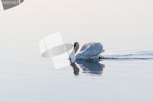 Image of Graceful swan in a seamless water 