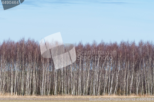 Image of Birch grove by early springtime