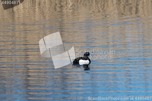 Image of Male Tufted duck in a pond