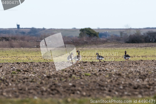 Image of Group with Greylag Geese in a field