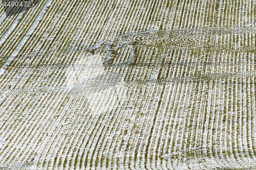 Image of Cornfield from high perspective in winter