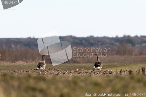 Image of Two Greylag Geese in a field