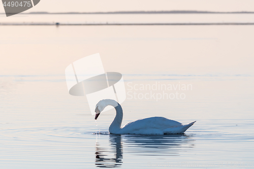 Image of Elegant swan swimming in a calm water