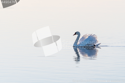 Image of White swan gliding by a seamless background