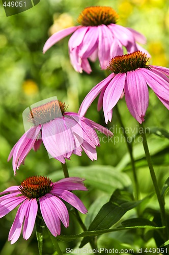 Image of Echinacea purpurea plant